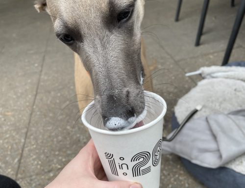 Murphy trying her first Puppuccino!